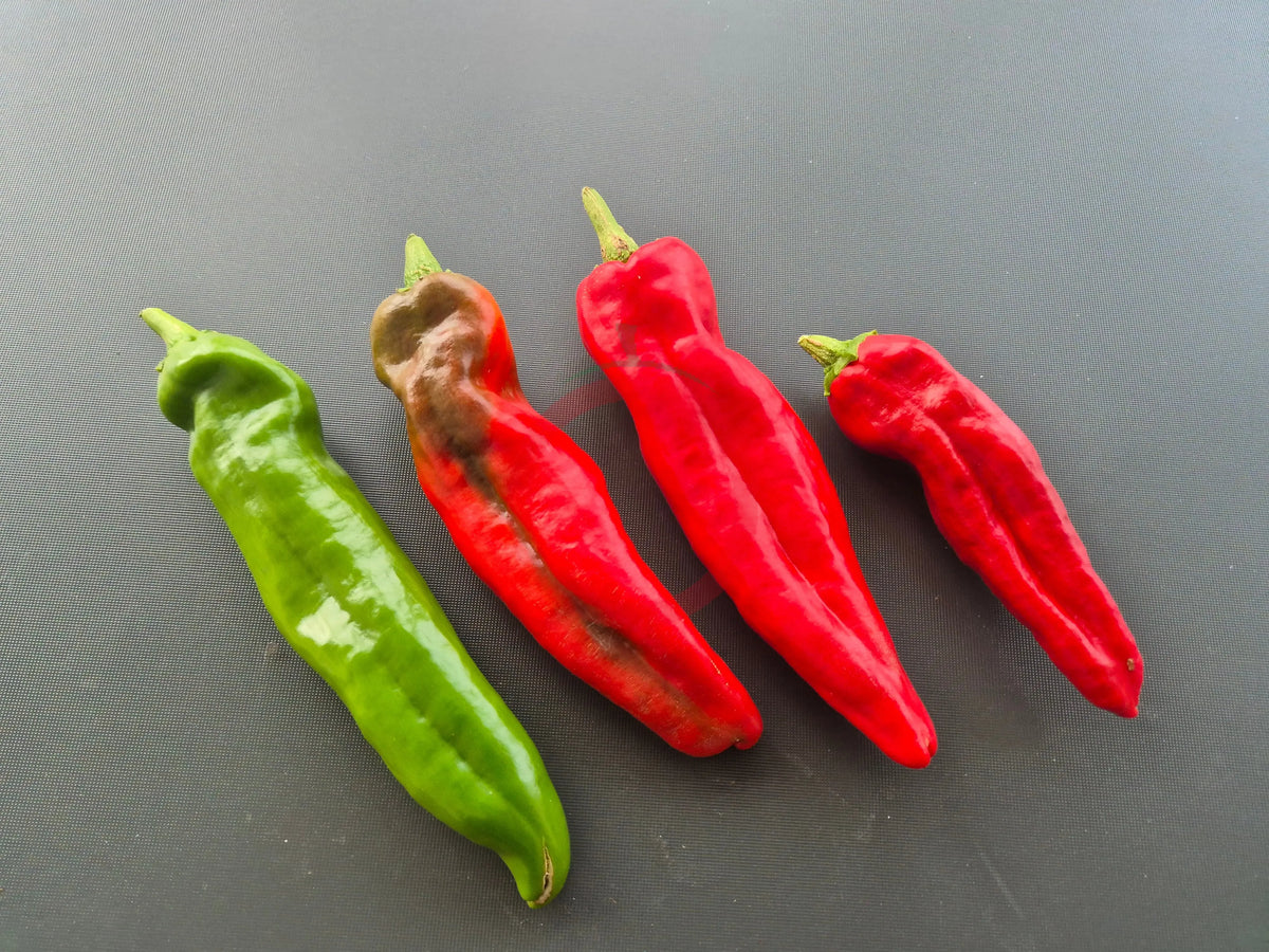 NuMex Big Jim DER TOMATENFLÜSTERER