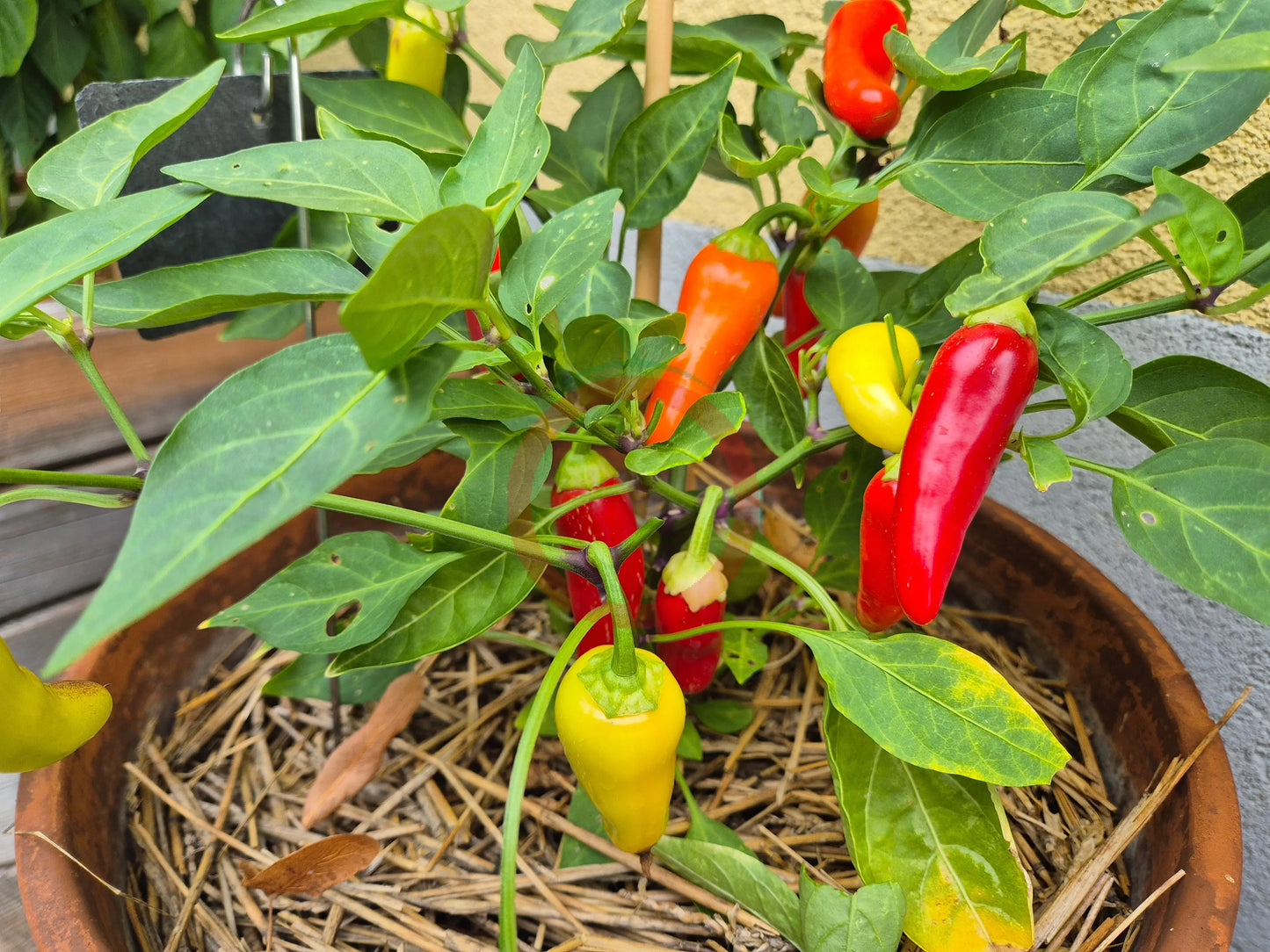 NuMex Pinata DER TOMATENFLÜSTERER