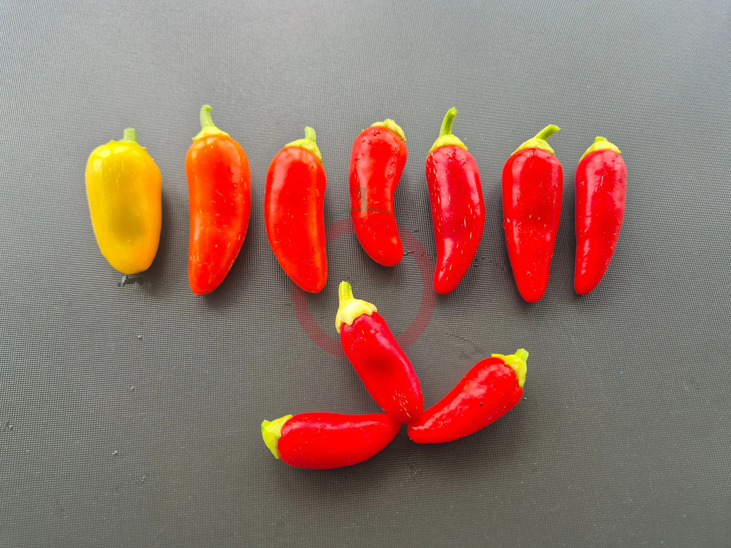 NuMex Pinata DER TOMATENFLÜSTERER
