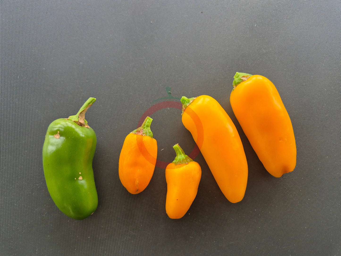 NuMex Pumpkin Spice Jalapeno DER TOMATENFLÜSTERER