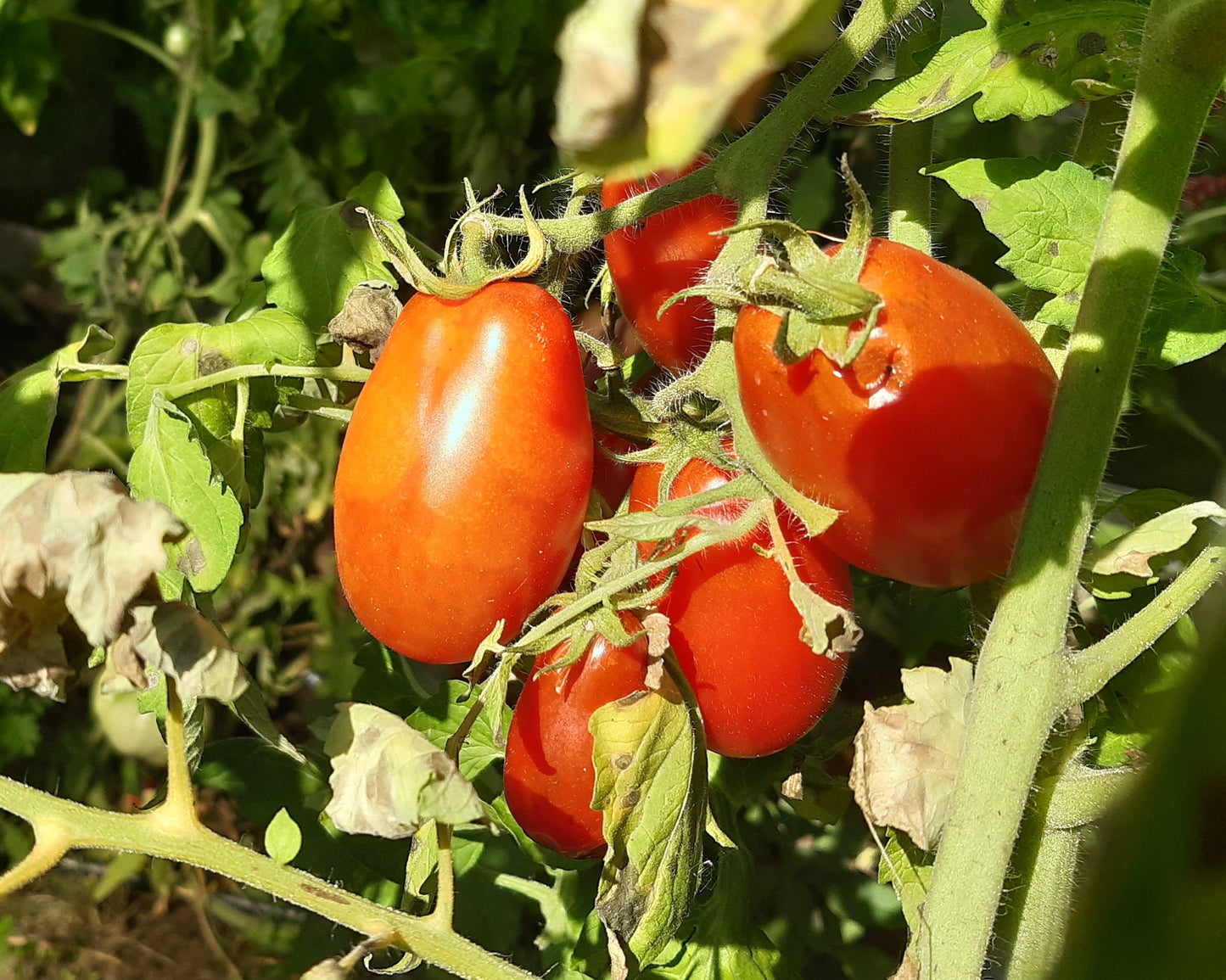 Nudler DER TOMATENFLÜSTERER
