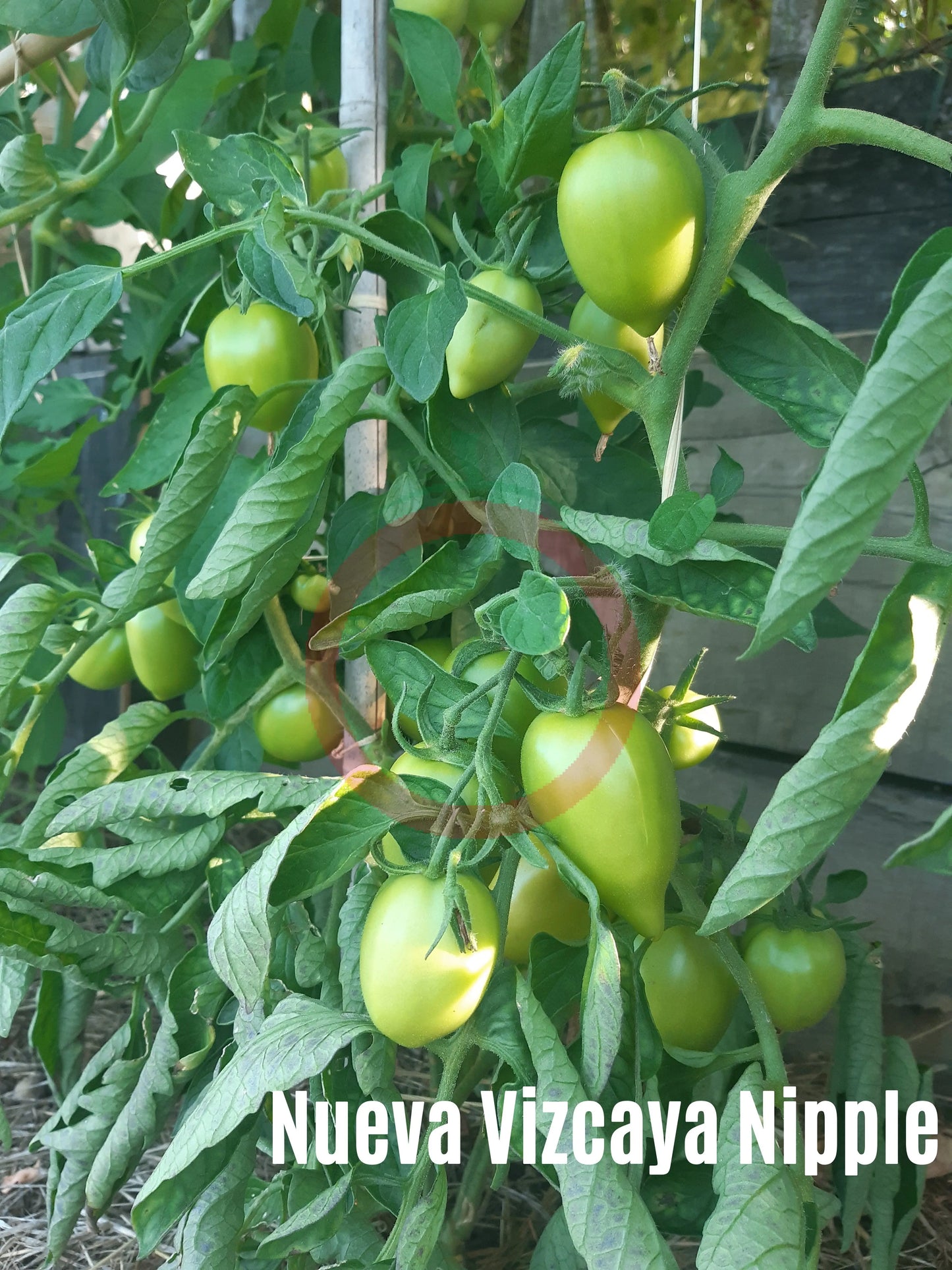 Nueva Vizcaya Nipple DER TOMATENFLÜSTERER