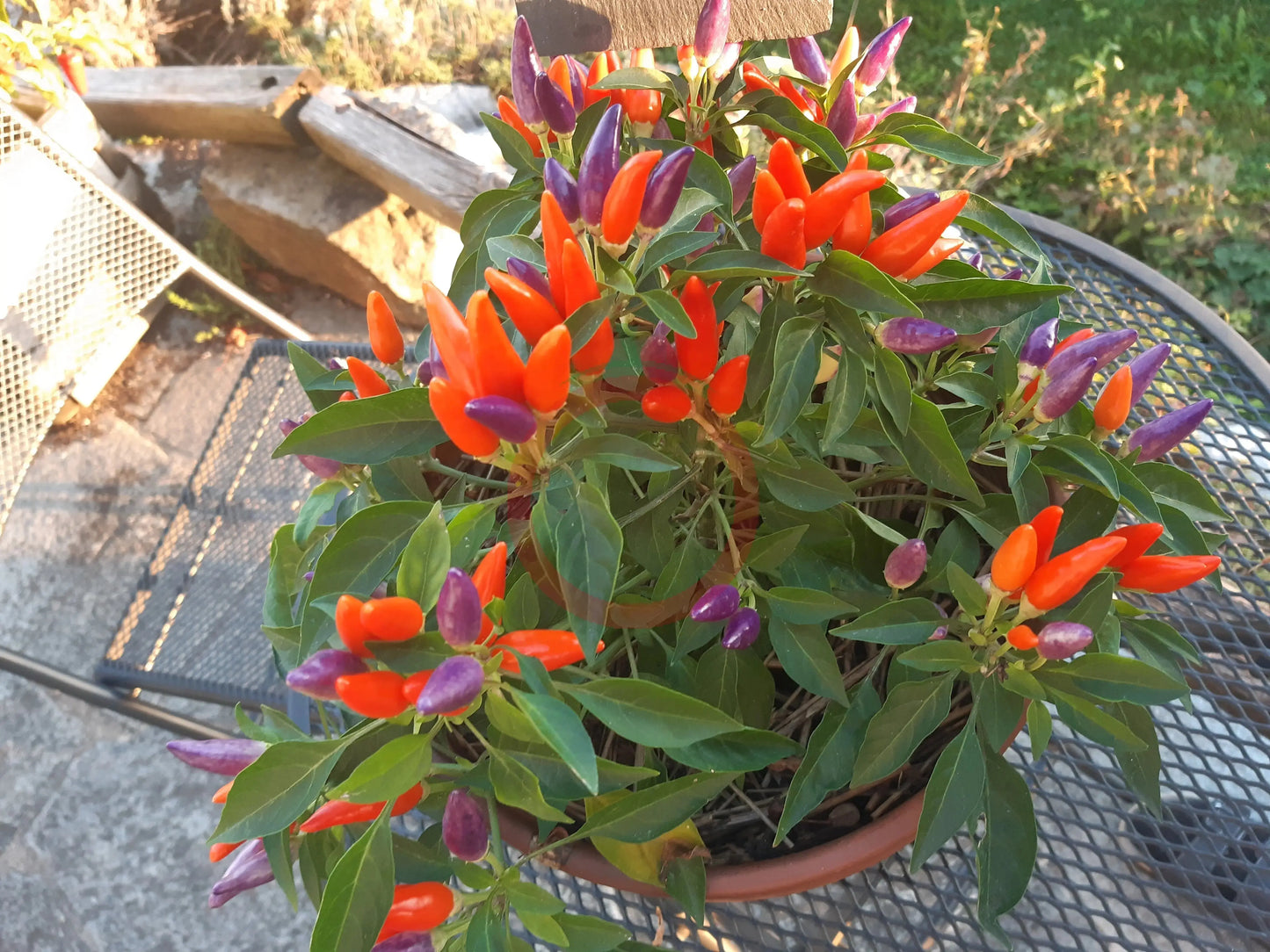 Numex Easter DER TOMATENFLÜSTERER