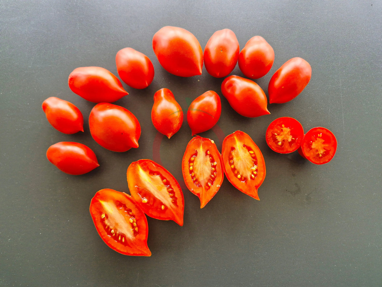 Obzhora DER TOMATENFLÜSTERER