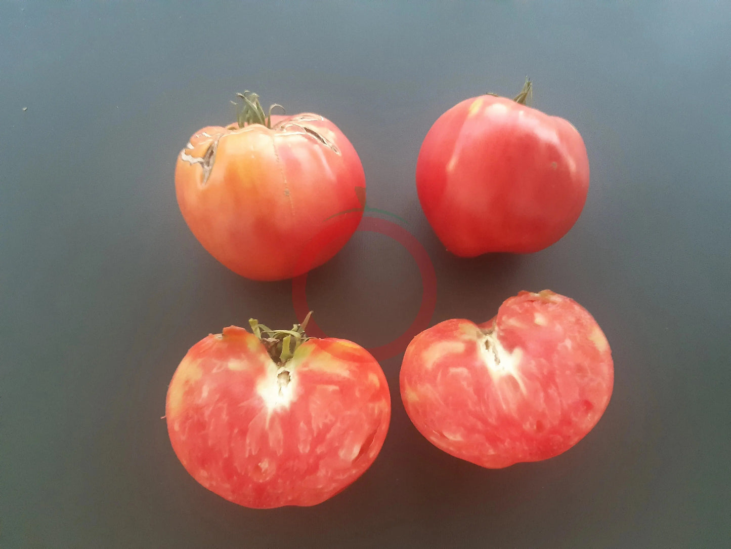 Ochsenherz Mazedonien DER TOMATENFLÜSTERER