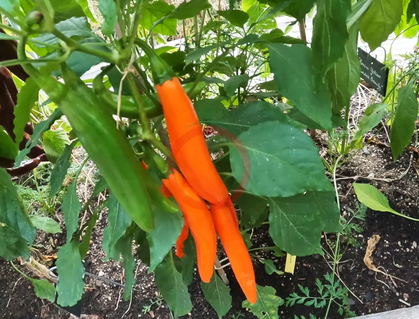 Orange Banane DER TOMATENFLÜSTERER