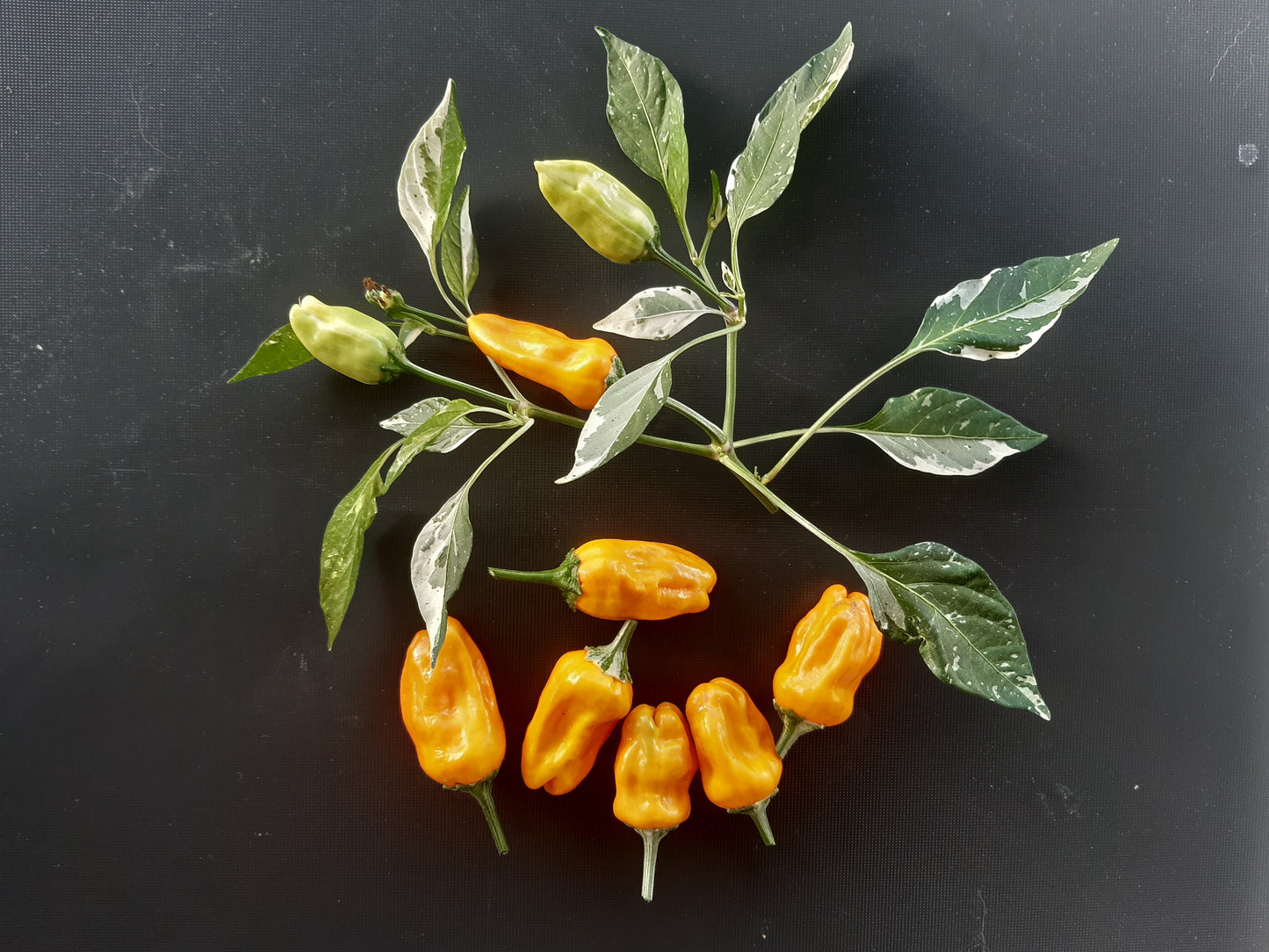 Orange Fish Pepper DER TOMATENFLÜSTERER