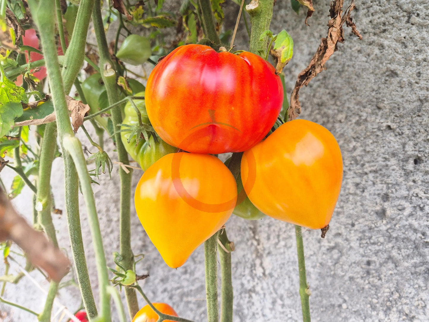 Orange Russian 117 DER TOMATENFLÜSTERER