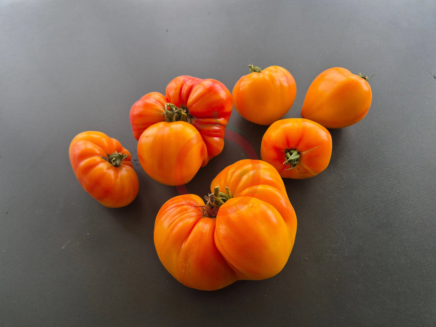 Orange Russian 117 DER TOMATENFLÜSTERER