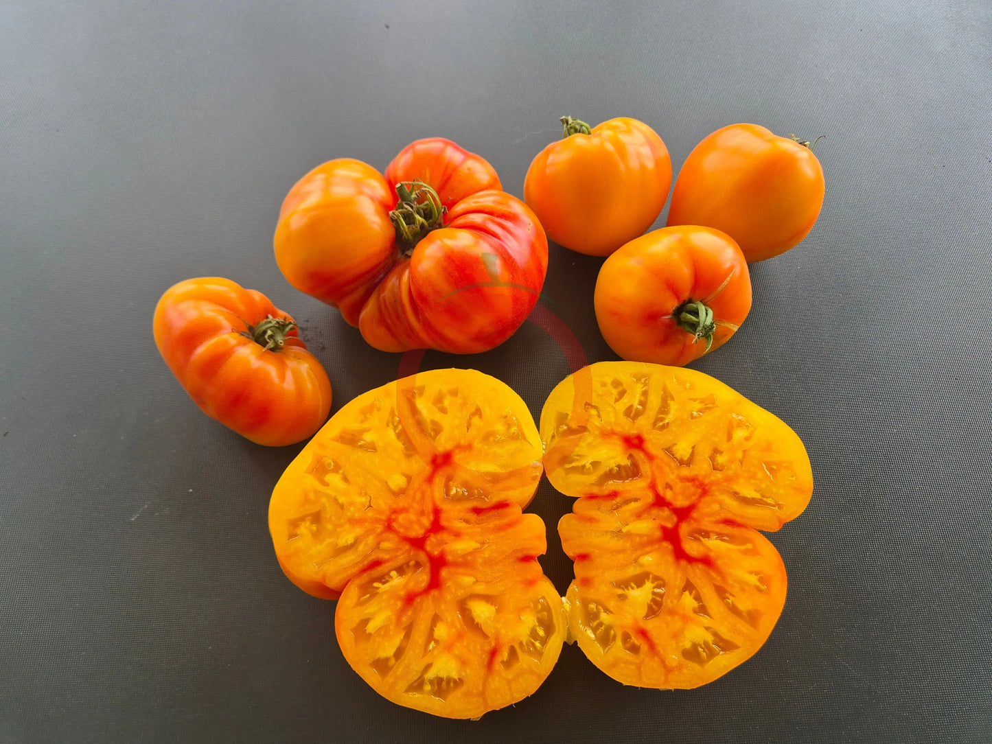 Orange Russian 117 DER TOMATENFLÜSTERER