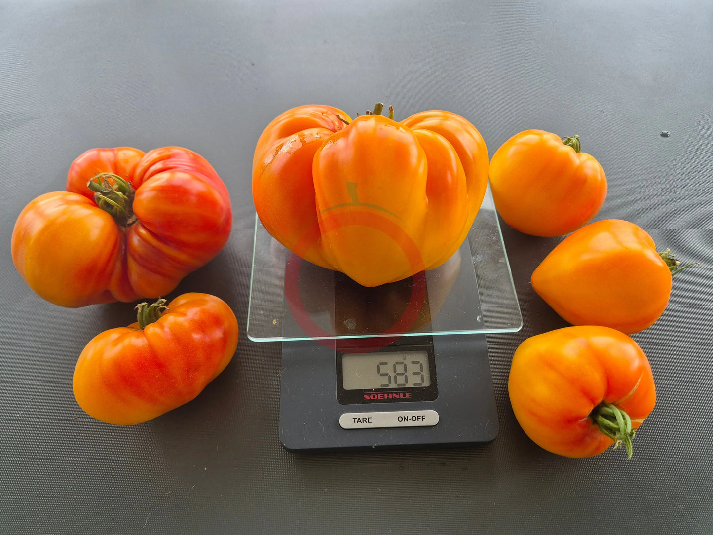 Orange Russian 117 DER TOMATENFLÜSTERER