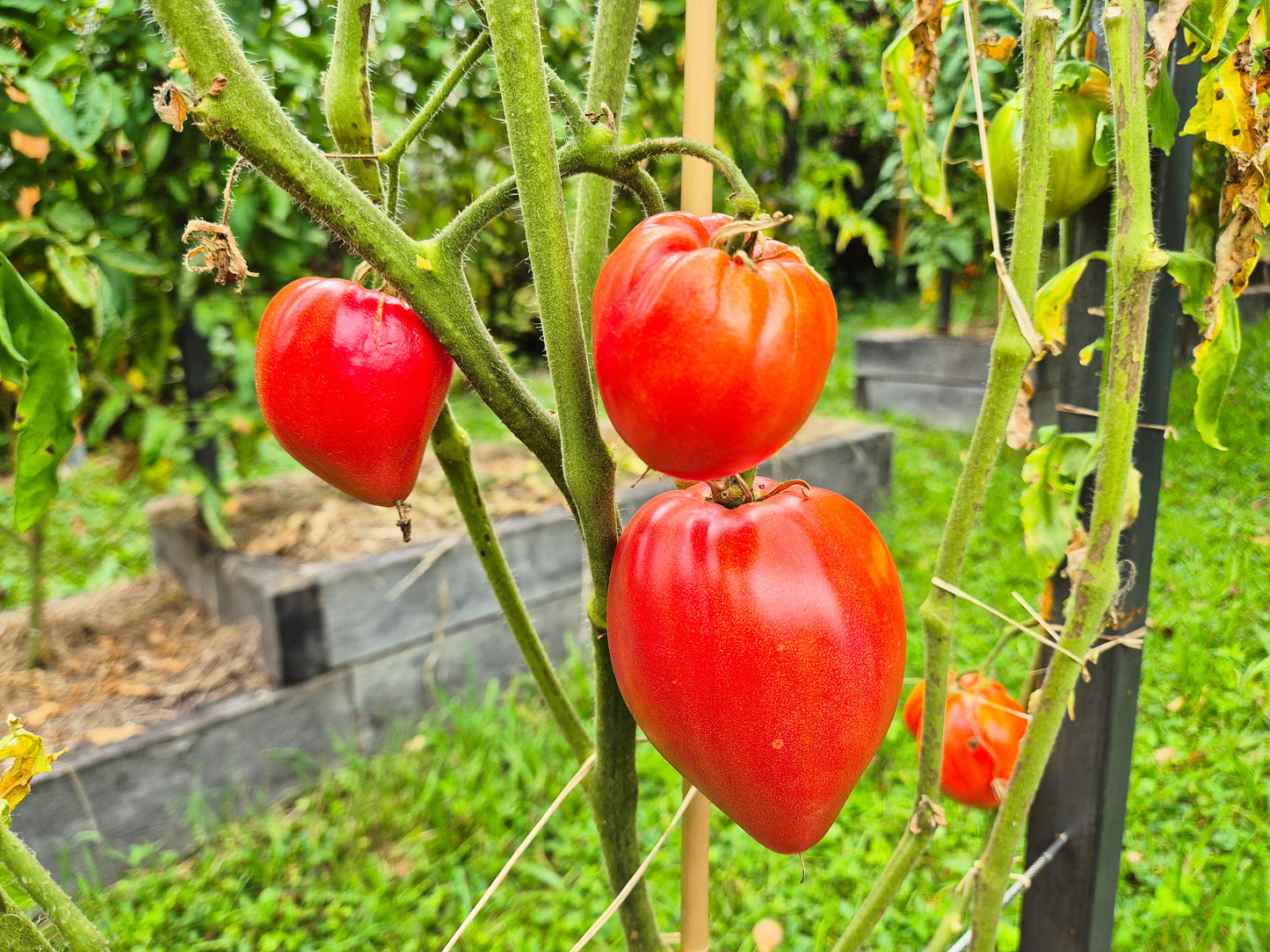 Oscar Gonthier DER TOMATENFLÜSTERER