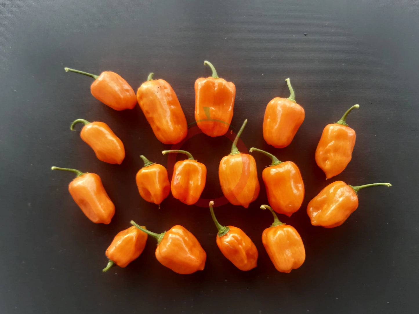 Oxkutzcabian Orange DER TOMATENFLÜSTERER