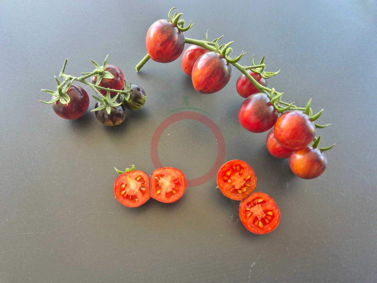 Painted Pink DER TOMATENFLÜSTERER