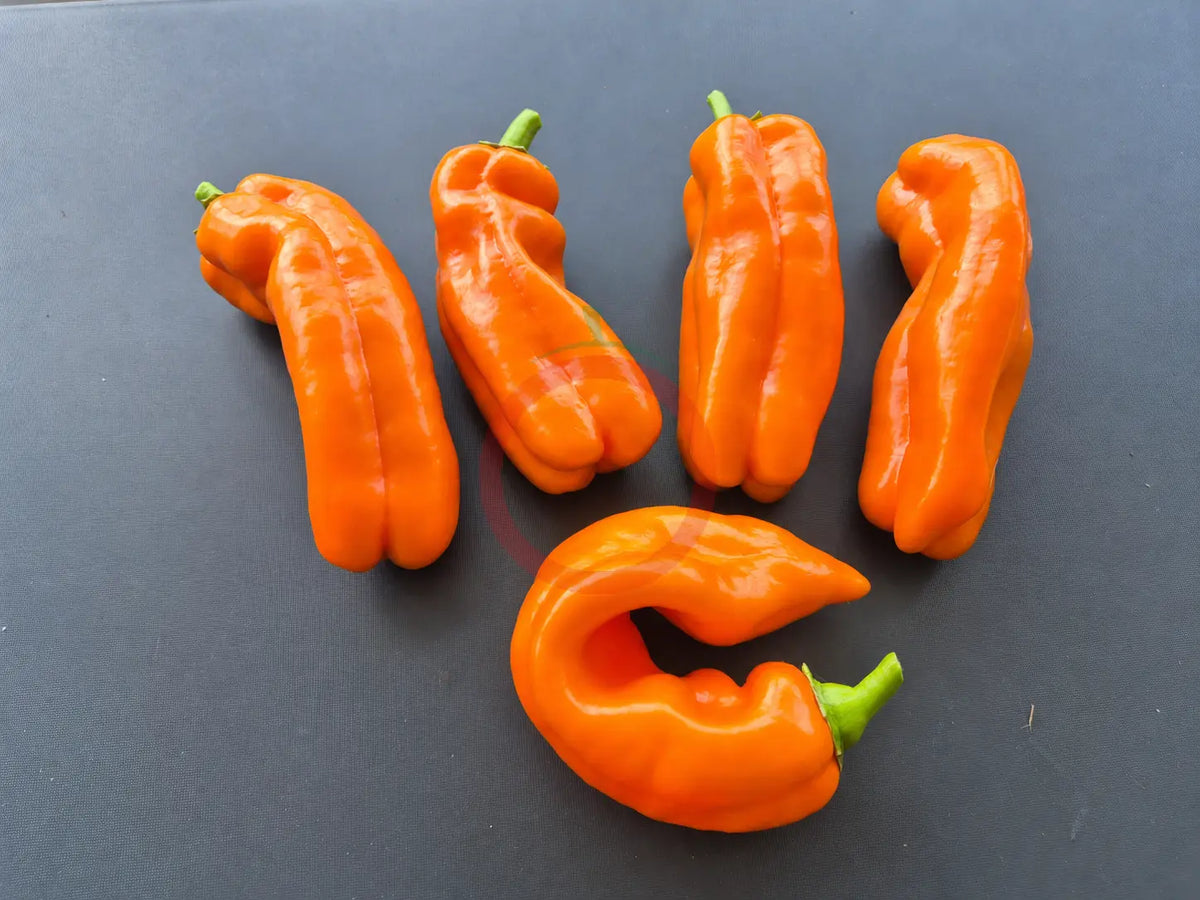 Palermo Orange DER TOMATENFLÜSTERER