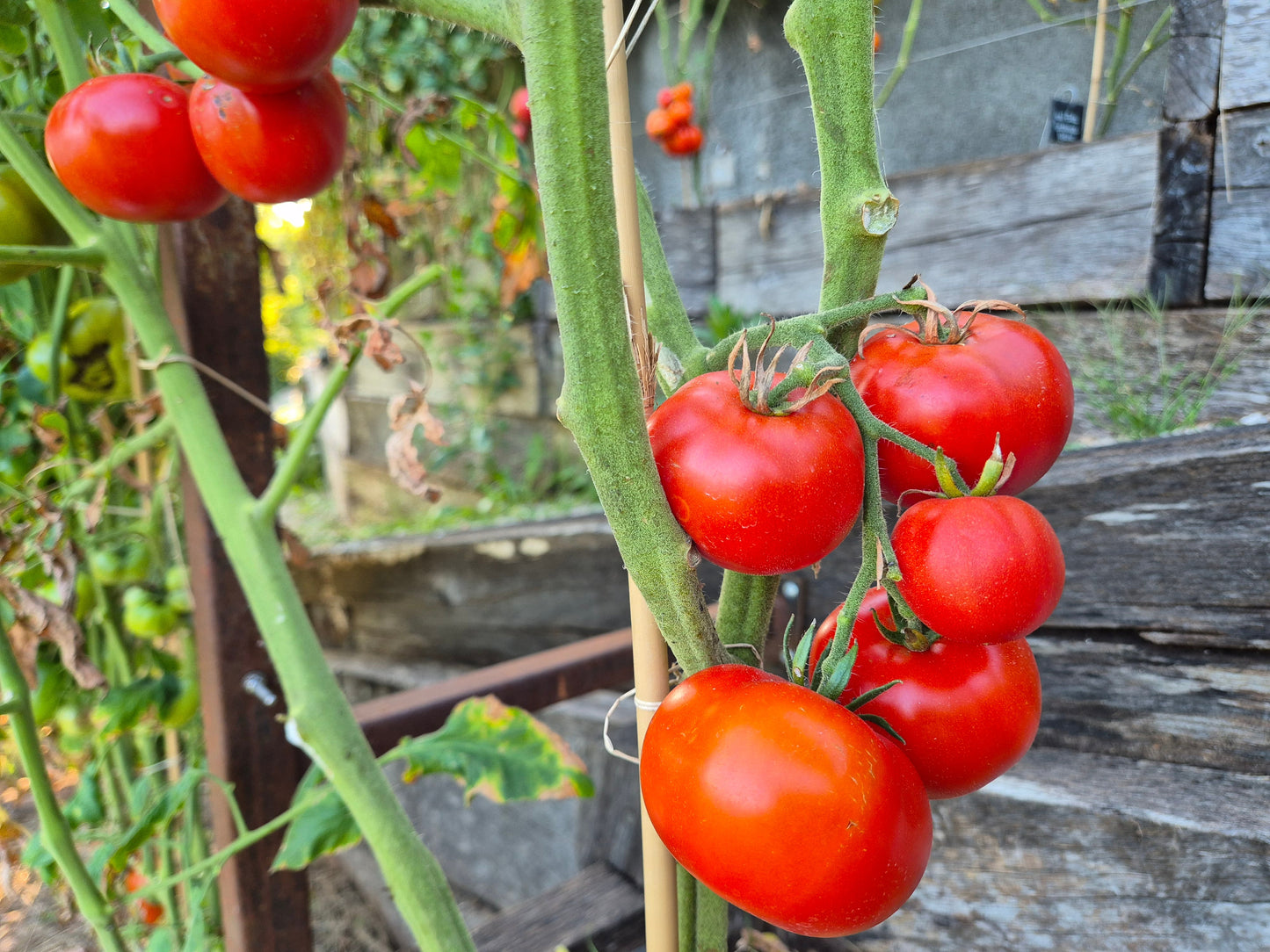 Pantano Romanesco DER TOMATENFLÜSTERER