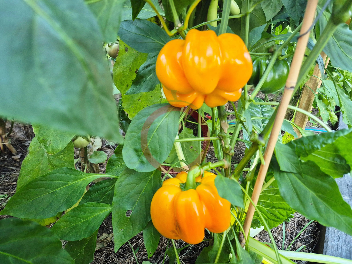 Papaccella Napoletana Giallo DER TOMATENFLÜSTERER