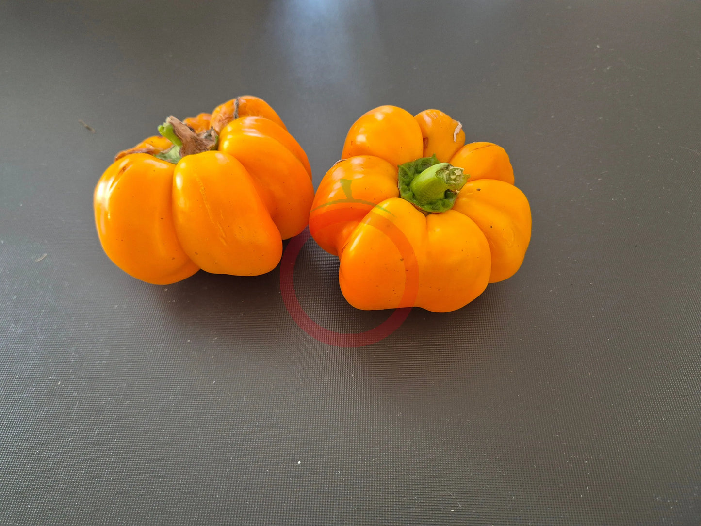 Papaccella Napoletana Giallo DER TOMATENFLÜSTERER