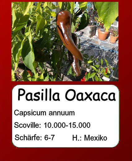 Pasilla Oaxaca DER TOMATENFLÜSTERER