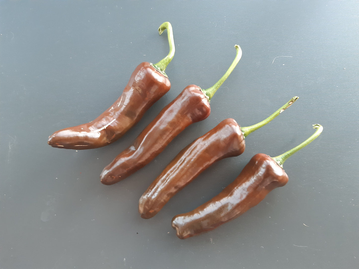 Pasilla Oaxaca DER TOMATENFLÜSTERER