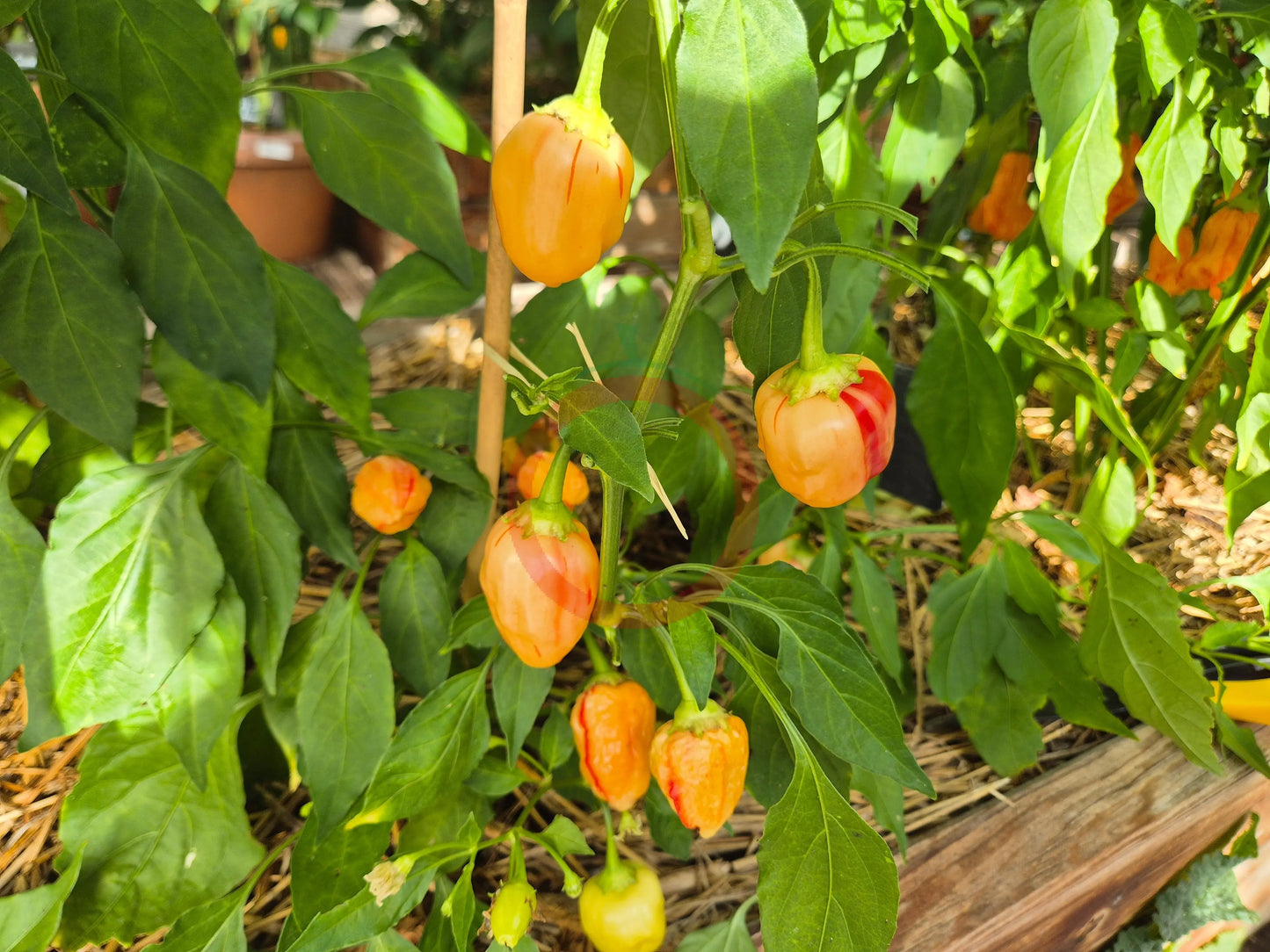 Peppapeach Stripey DER TOMATENFLÜSTERER