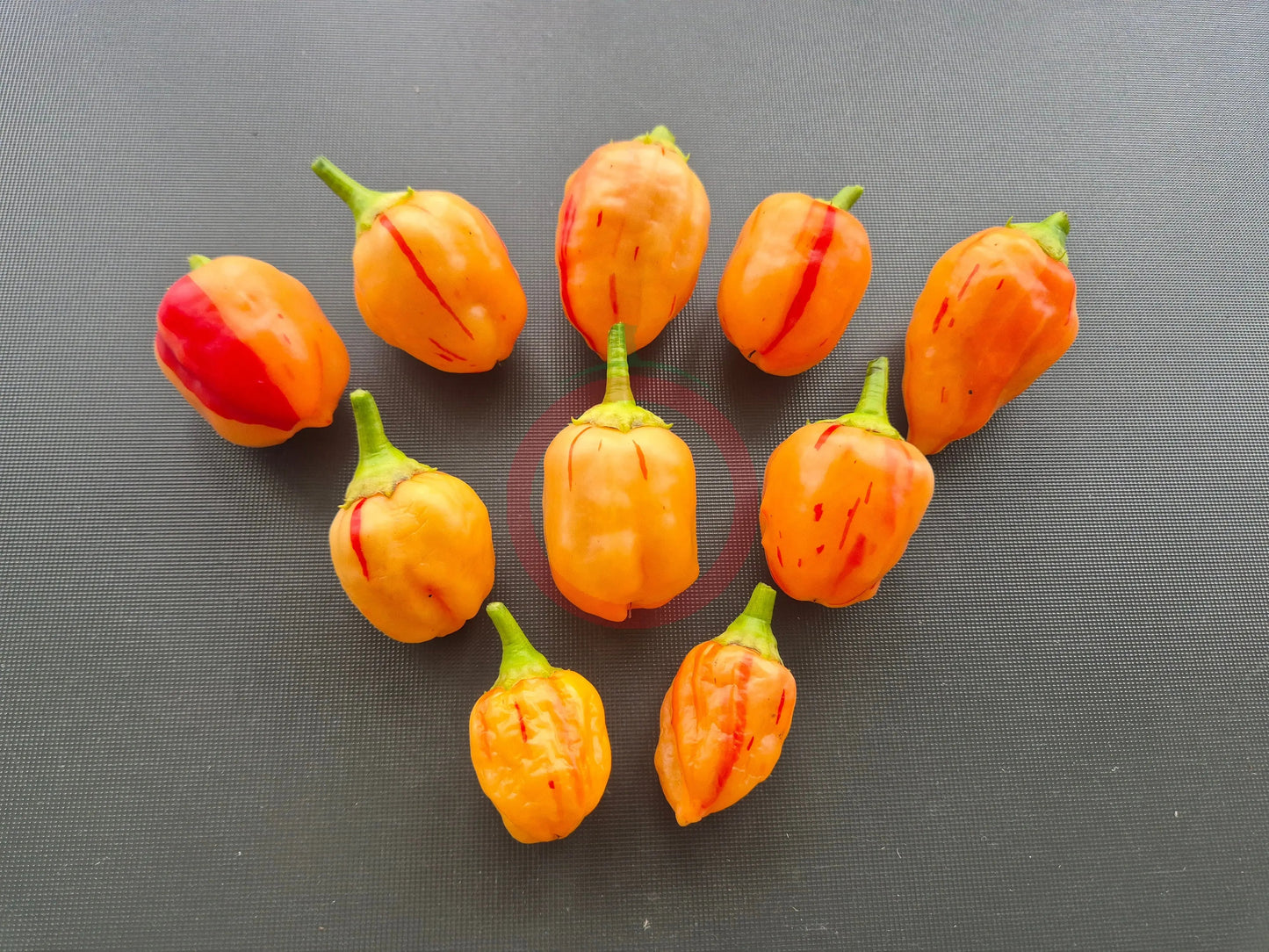 Peppapeach Stripey DER TOMATENFLÜSTERER