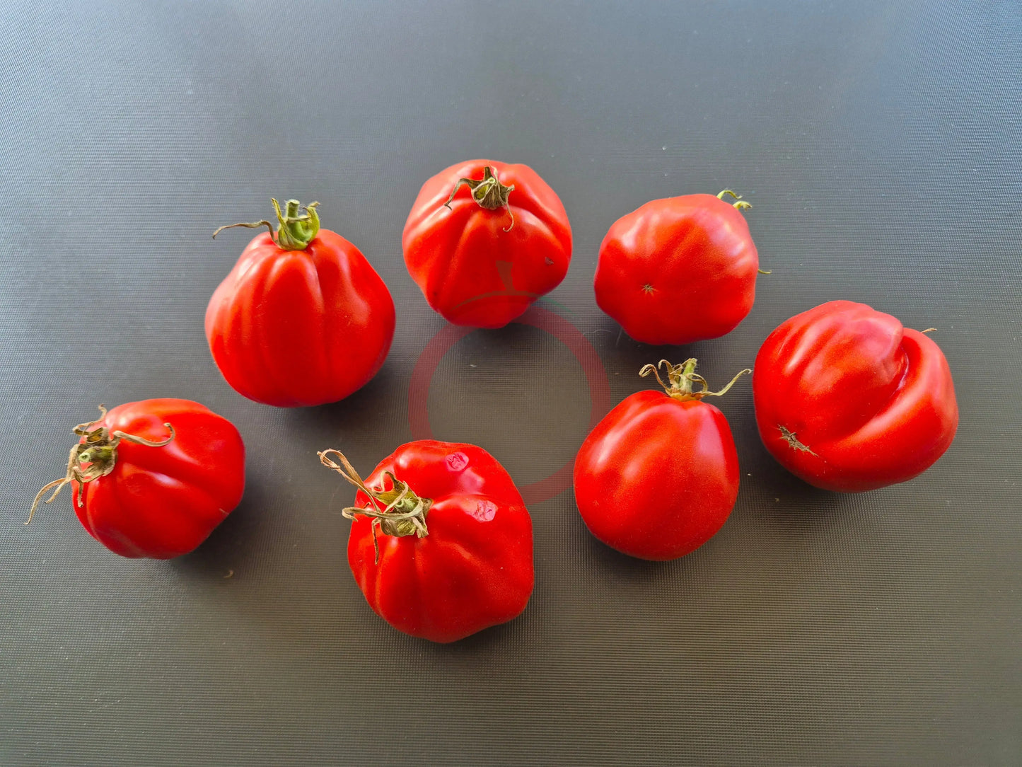 Pera d´Abruzza DER TOMATENFLÜSTERER
