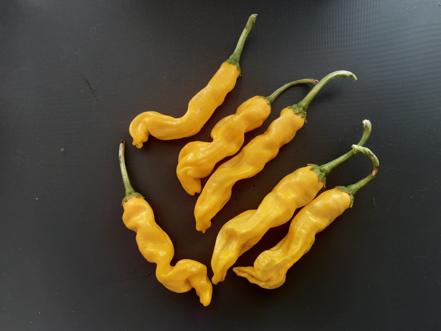 Peter Pepper Yellow DER TOMATENFLÜSTERER