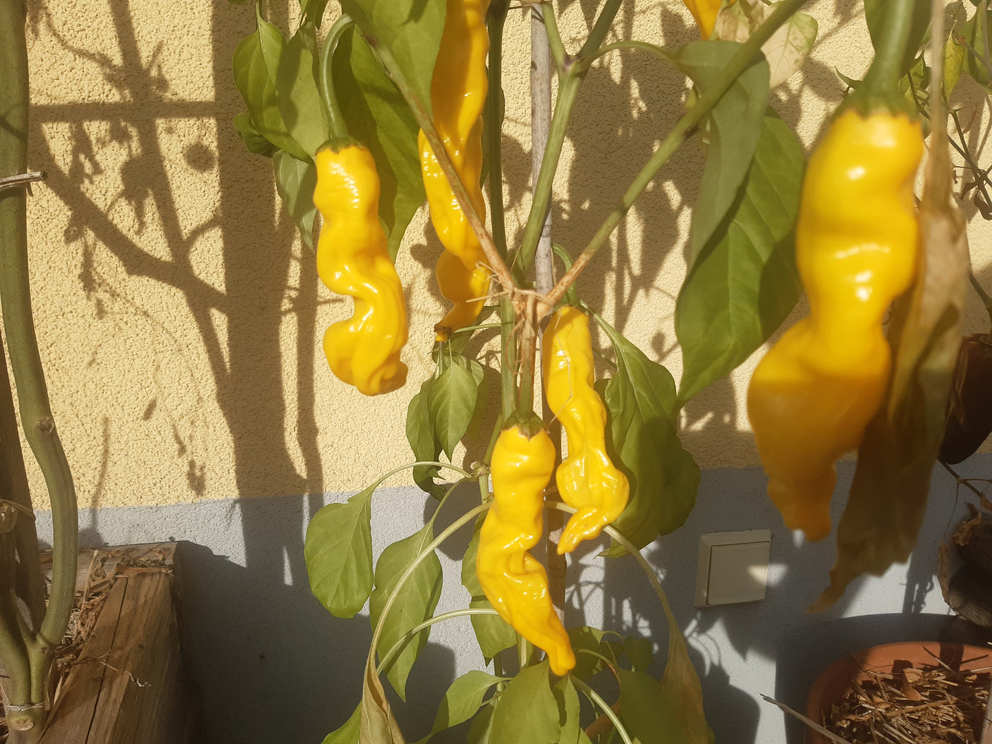 Peter Pepper Yellow DER TOMATENFLÜSTERER