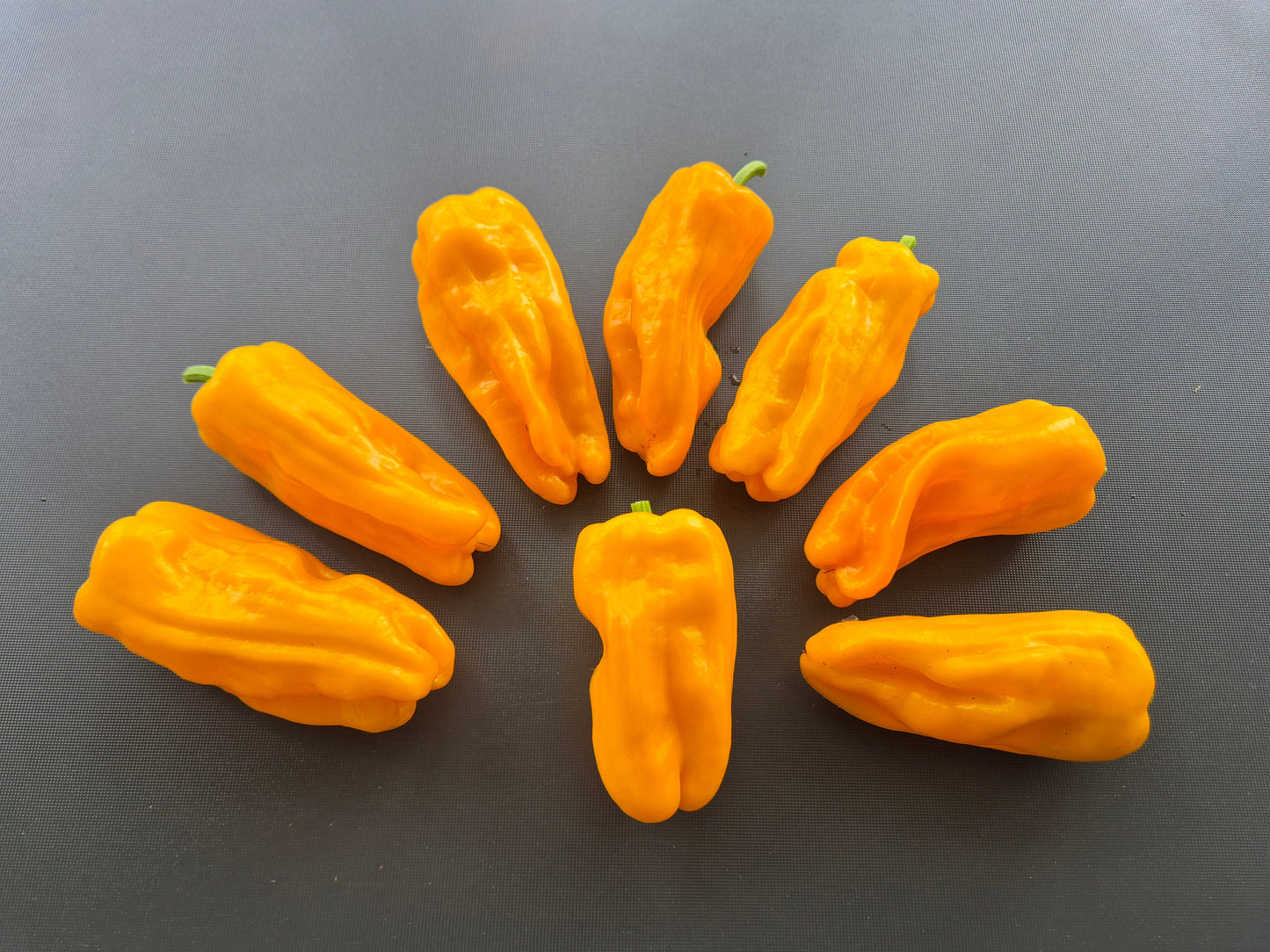Petit Marseillaise DER TOMATENFLÜSTERER