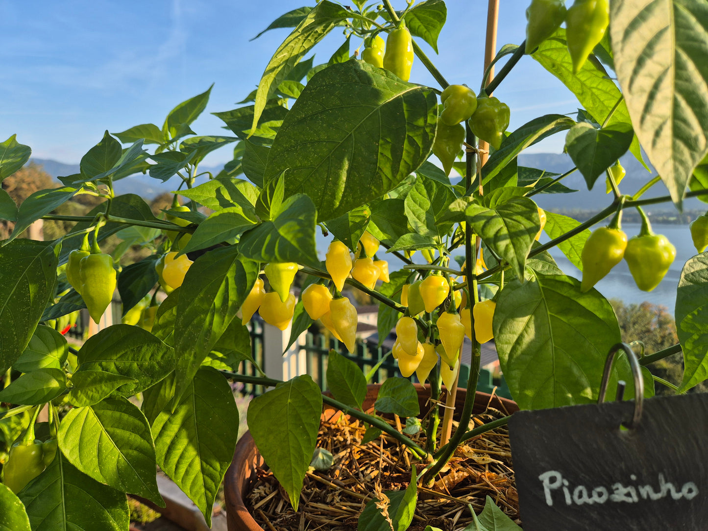 Piaozinho ´White´ DER TOMATENFLÜSTERER