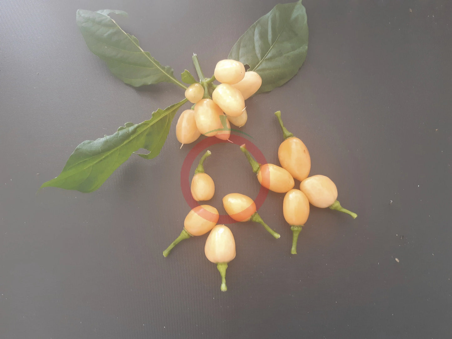 Pimenta Caixo DER TOMATENFLÜSTERER