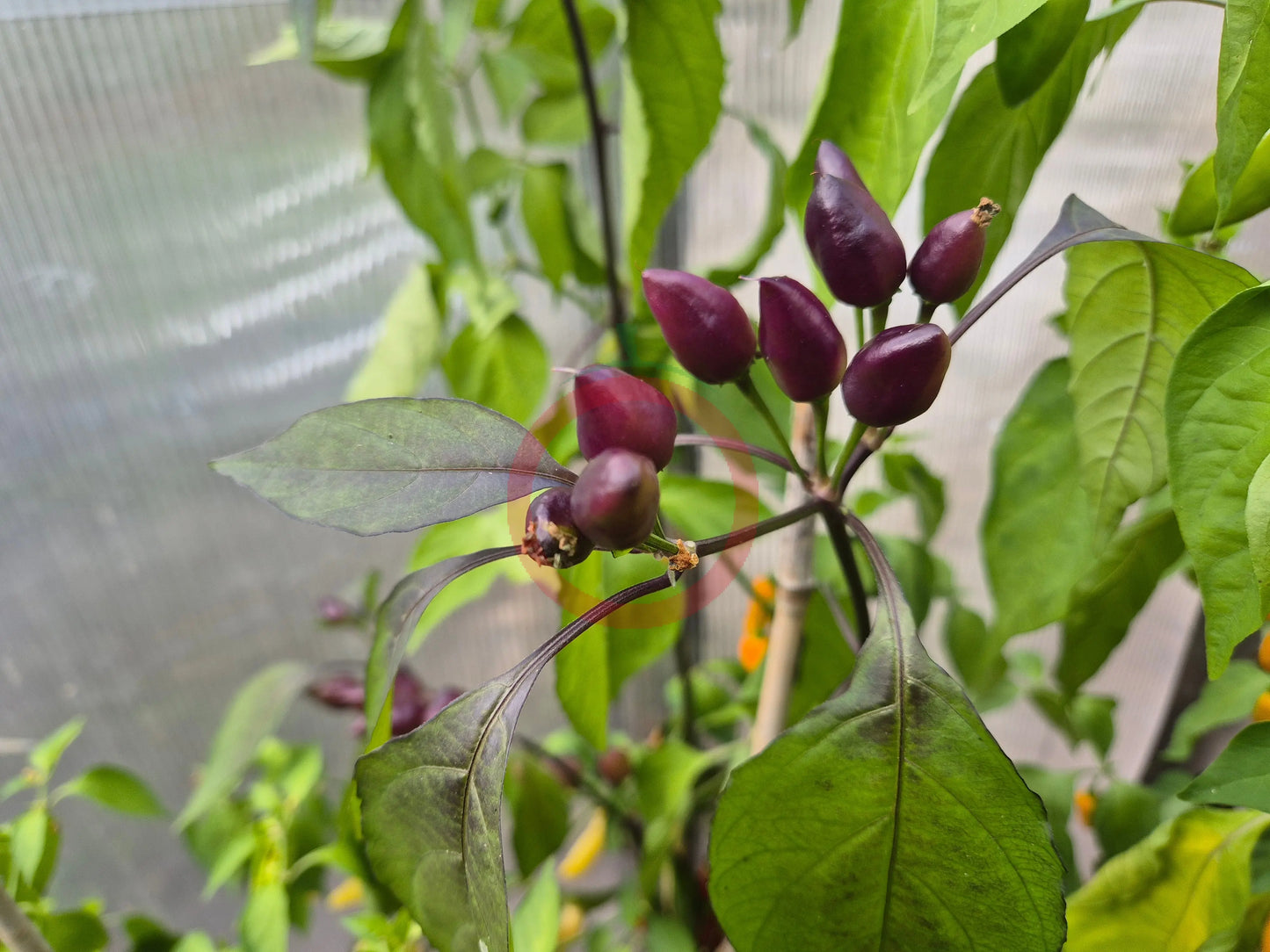 Pimenta Moranga DER TOMATENFLÜSTERER