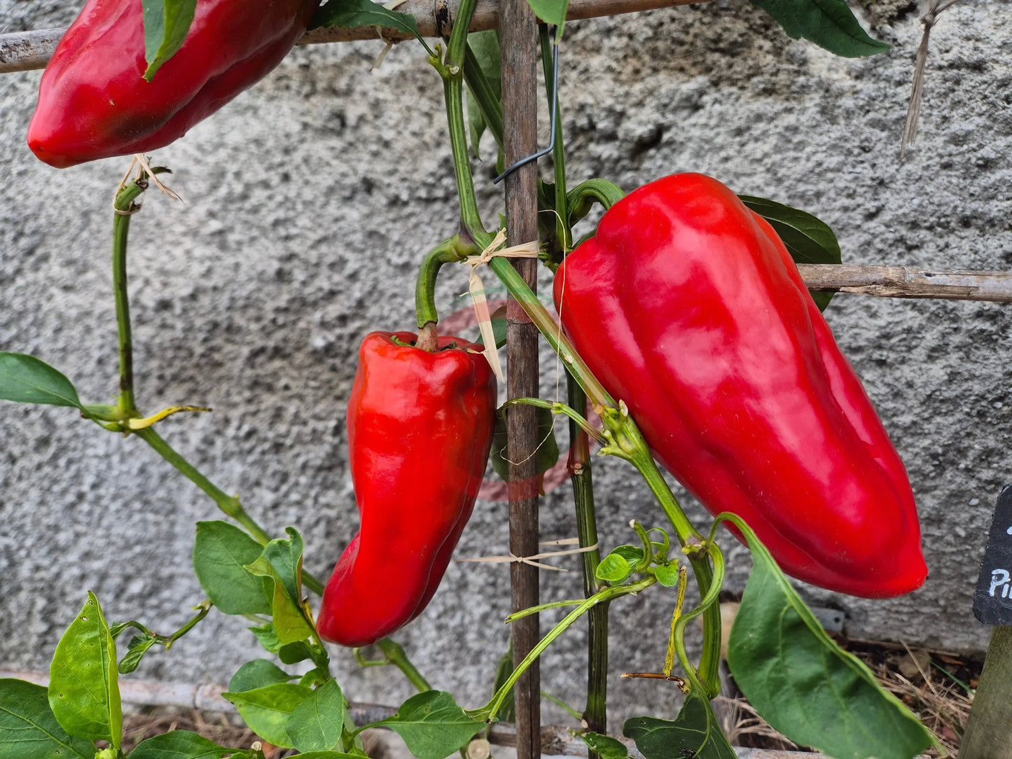 Pimento de Arnoia DER TOMATENFLÜSTERER