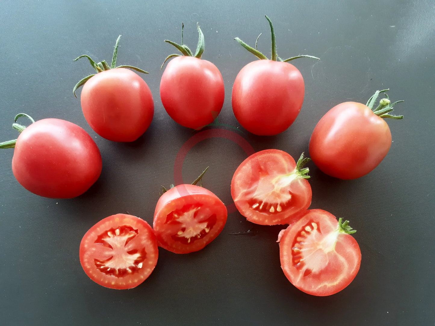 Pink Flamingo DER TOMATENFLÜSTERER