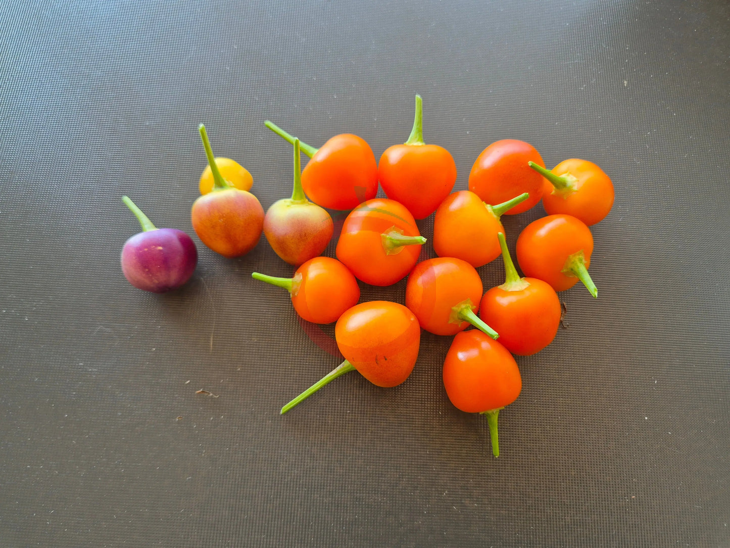 Piriz DER TOMATENFLÜSTERER