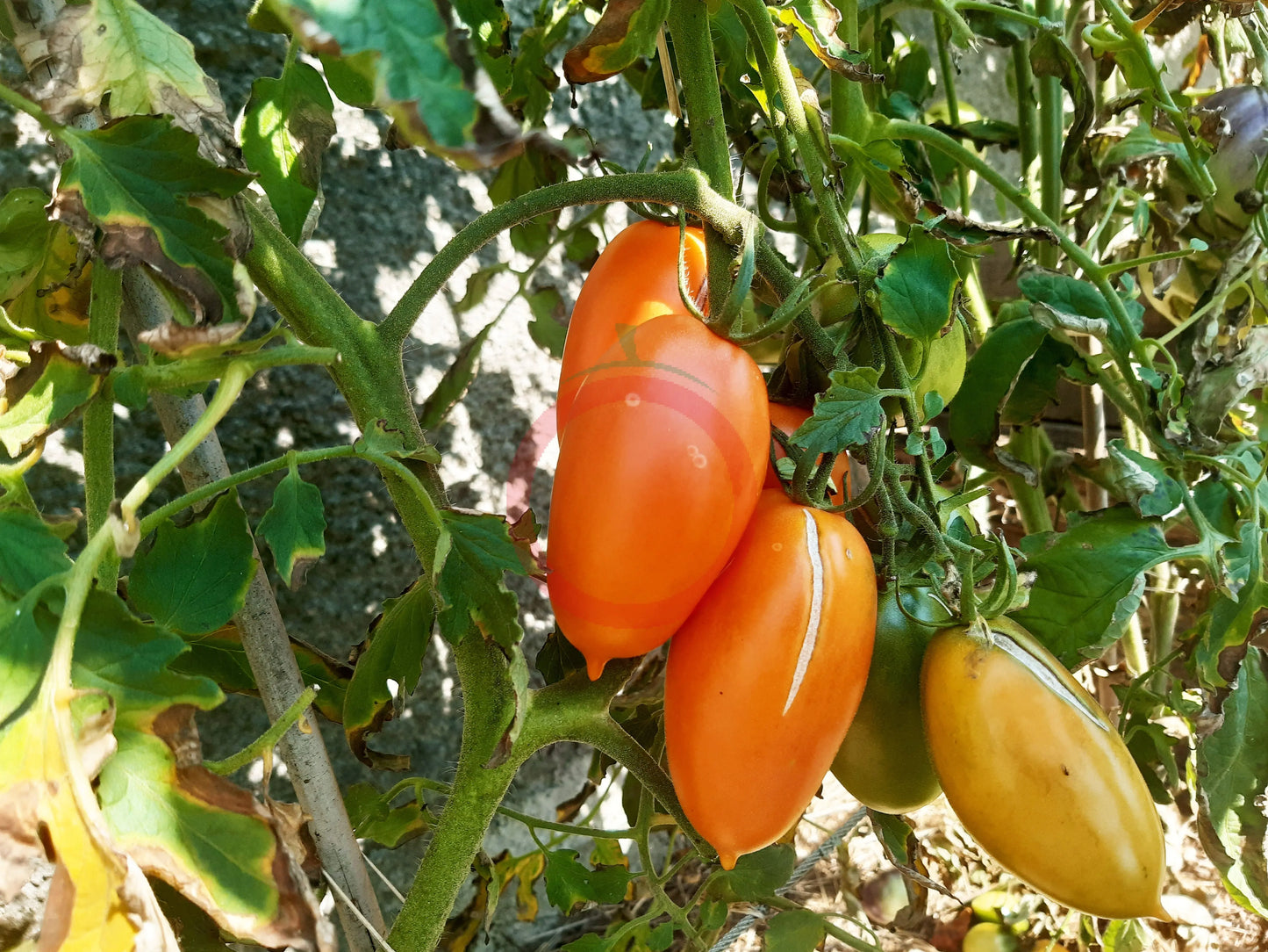 Pirkstine Orange DER TOMATENFLÜSTERER