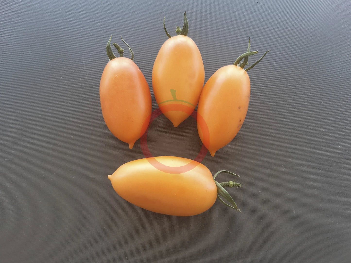 Pirkstine Orange DER TOMATENFLÜSTERER
