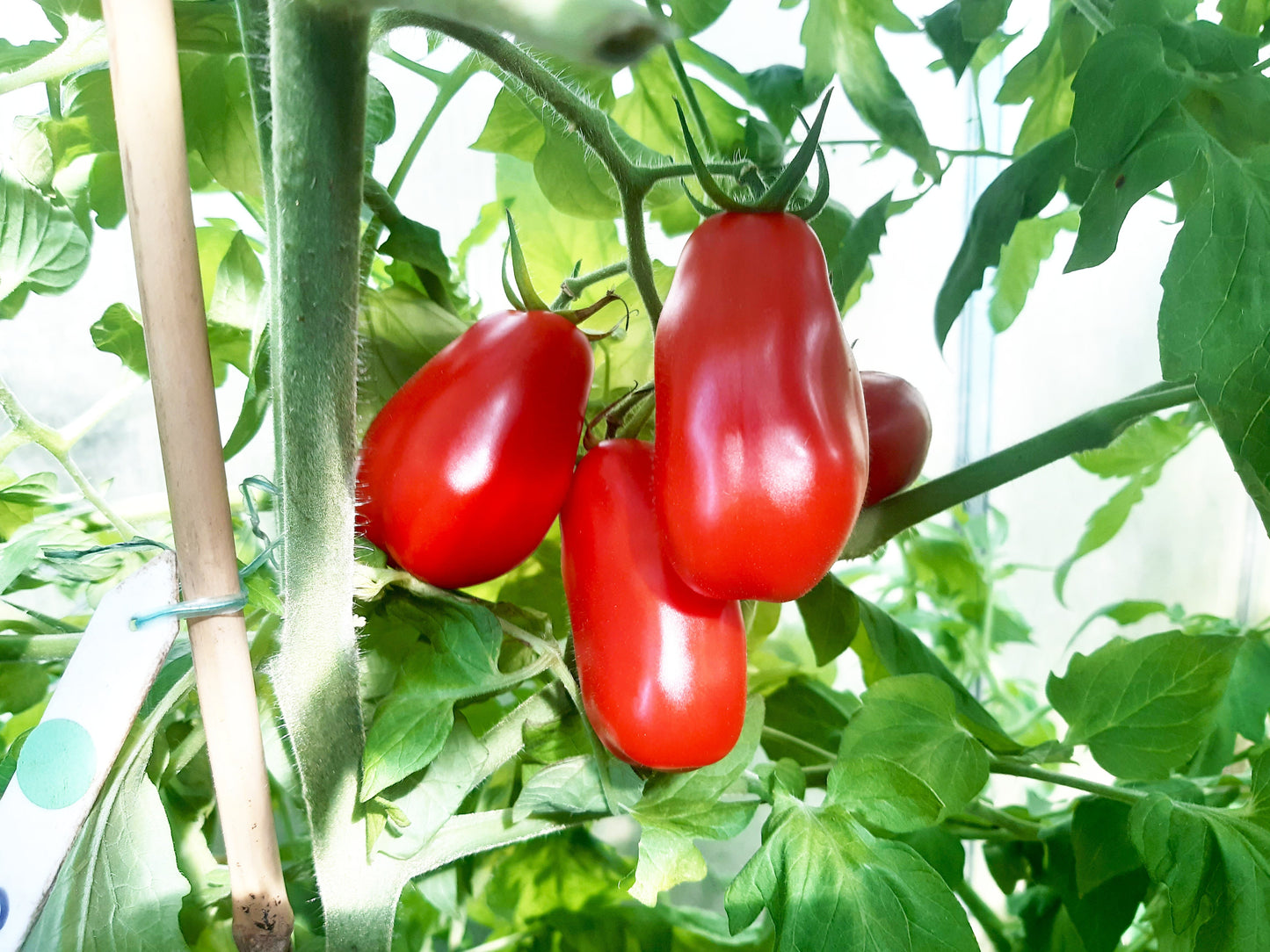 Plumito DER TOMATENFLÜSTERER