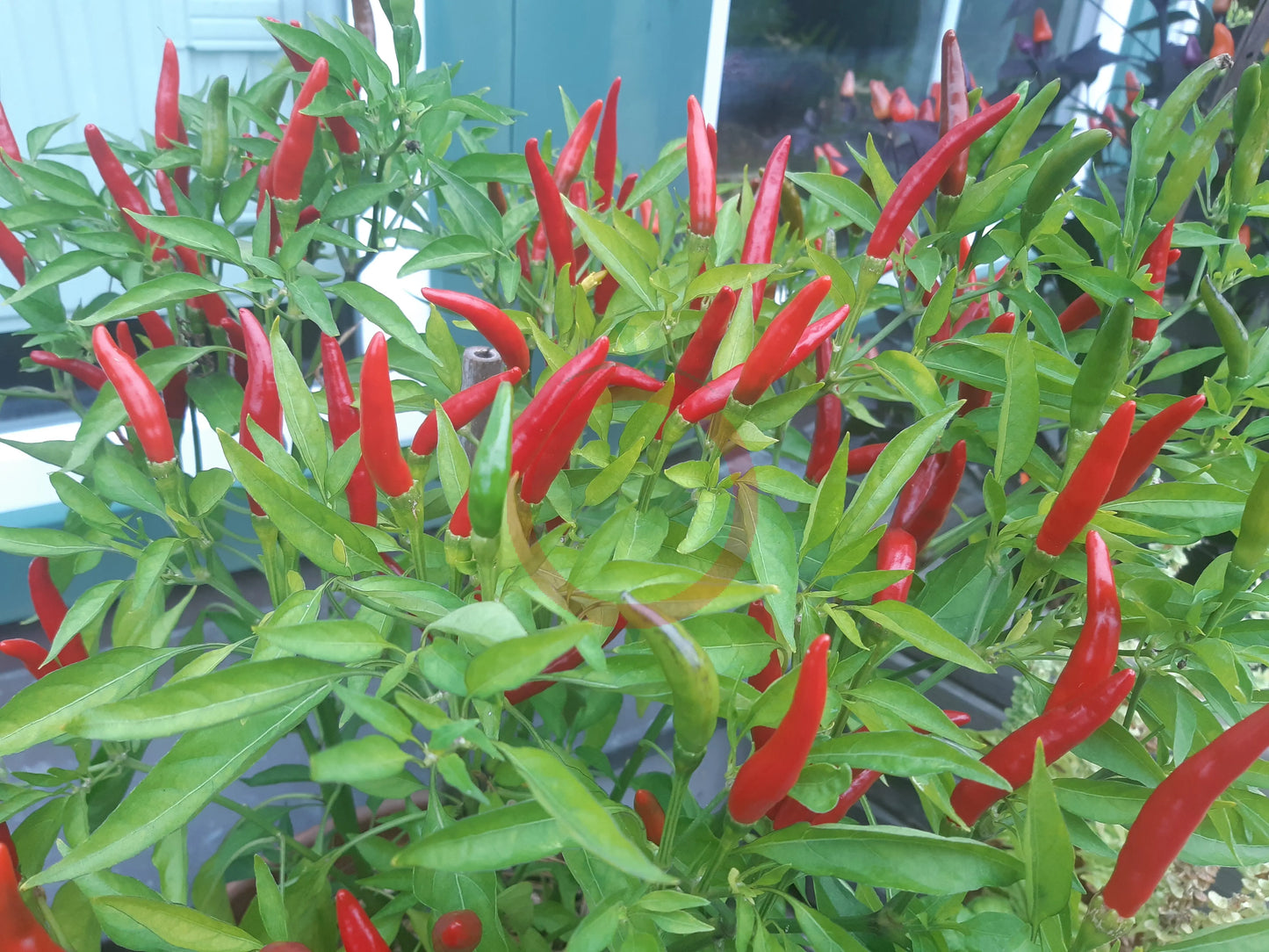 Poinsettia DER TOMATENFLÜSTERER
