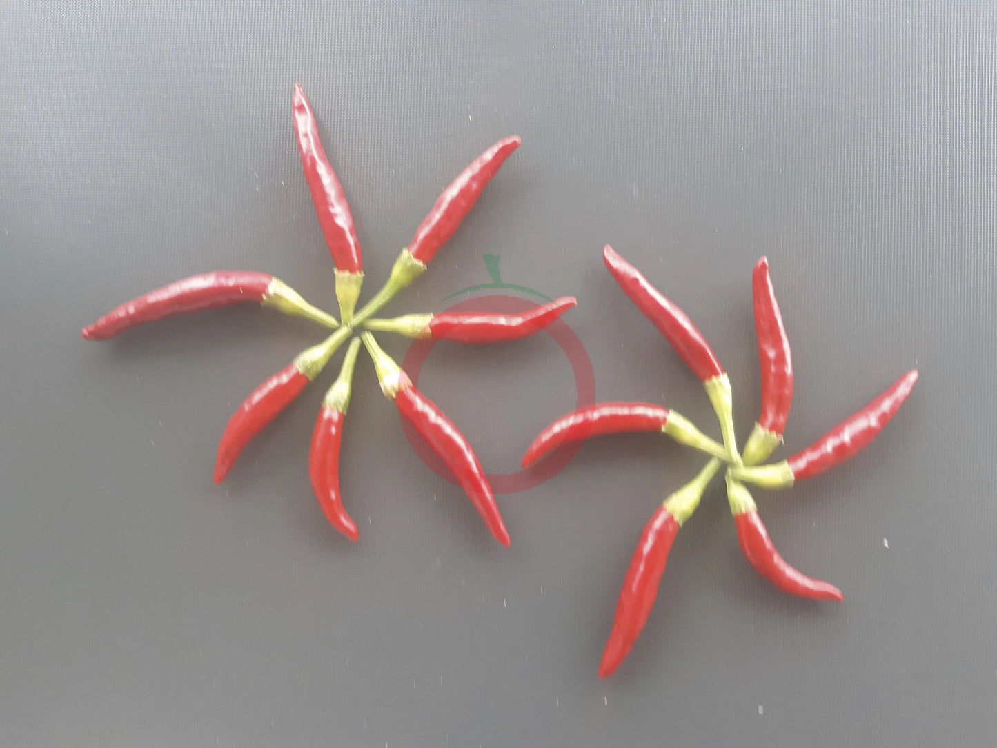 Poinsettia DER TOMATENFLÜSTERER