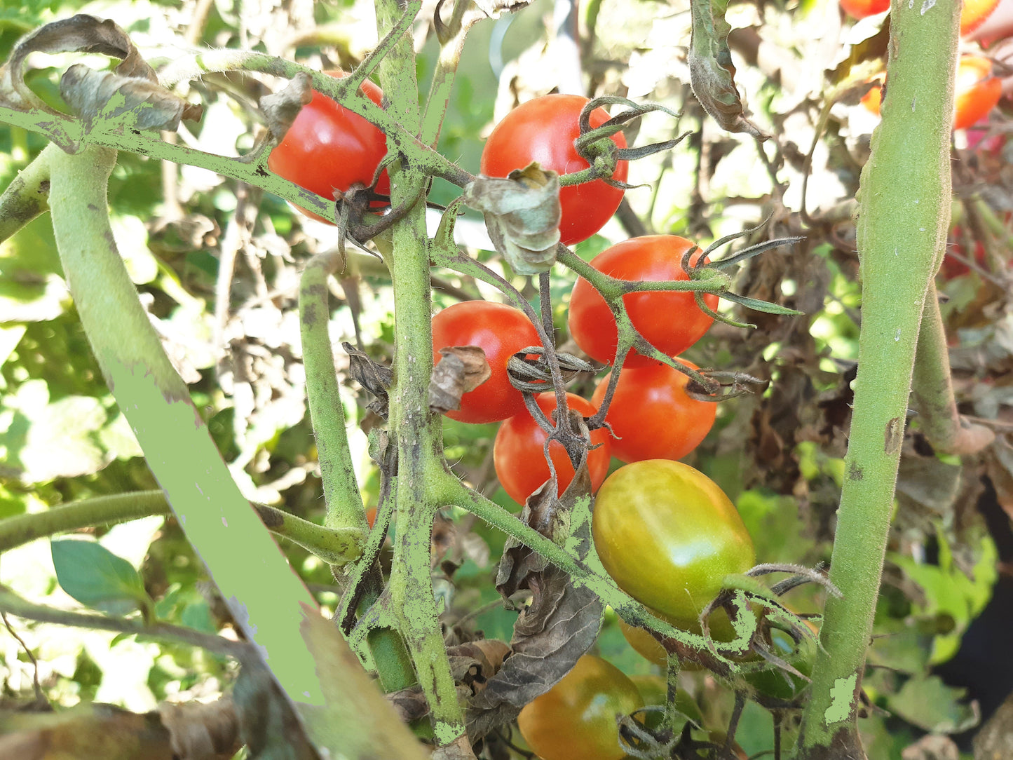 Poldi´s Rote DER TOMATENFLÜSTERER