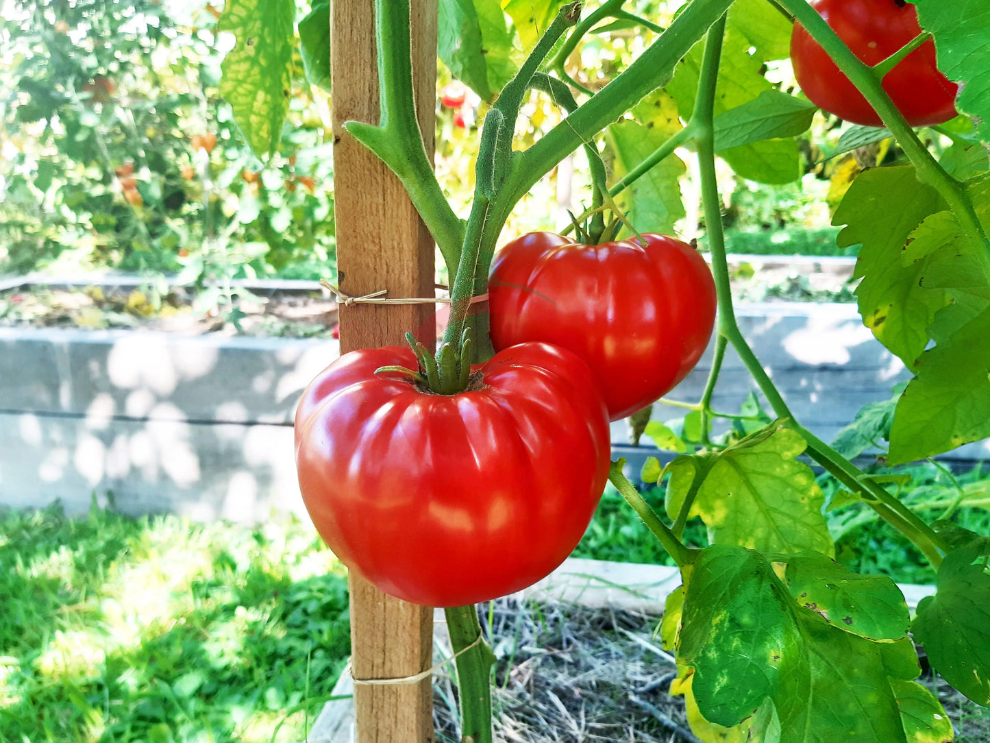 Pomodore Toskana DER TOMATENFLÜSTERER