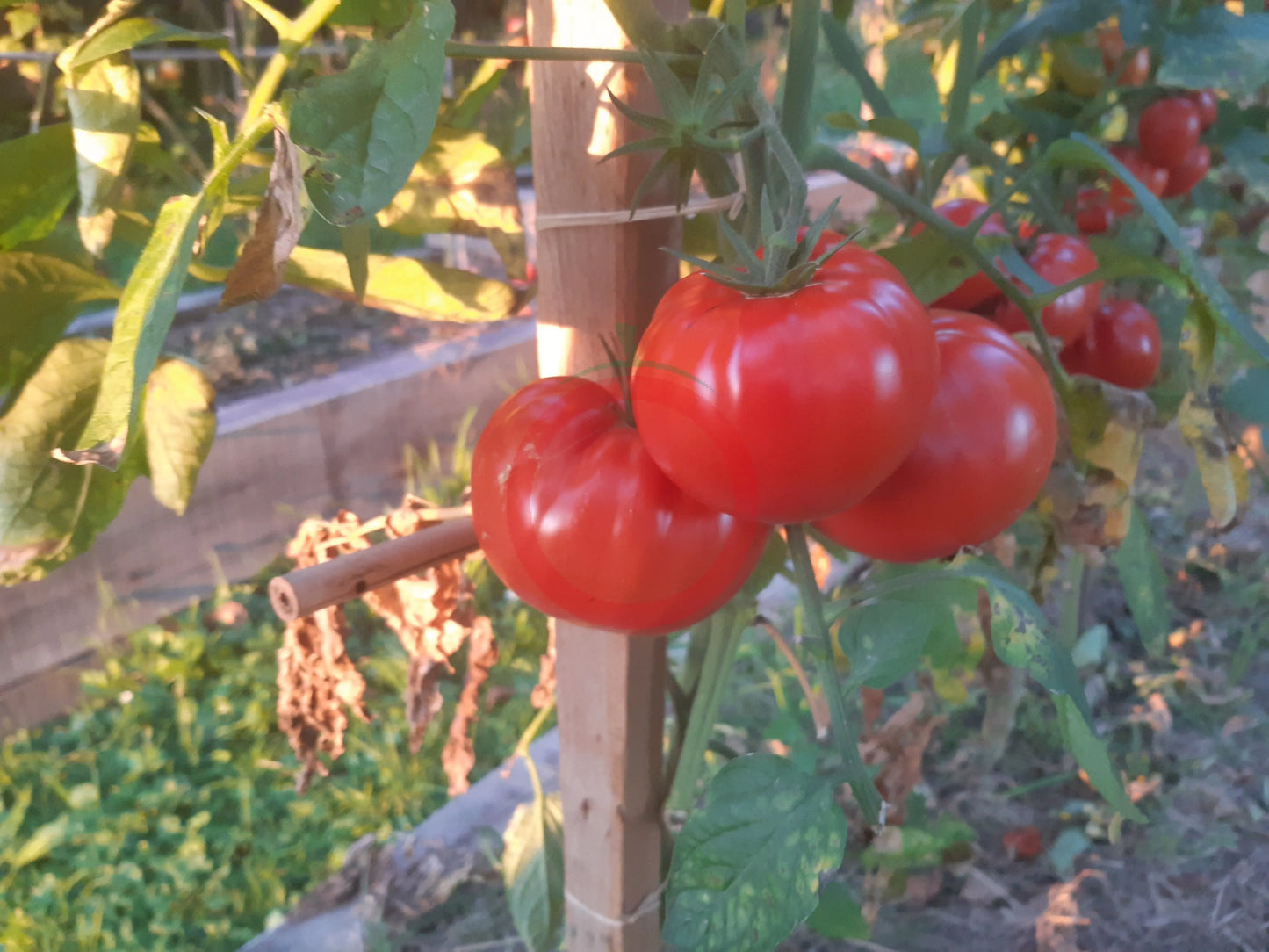 Pomodore Toskana DER TOMATENFLÜSTERER