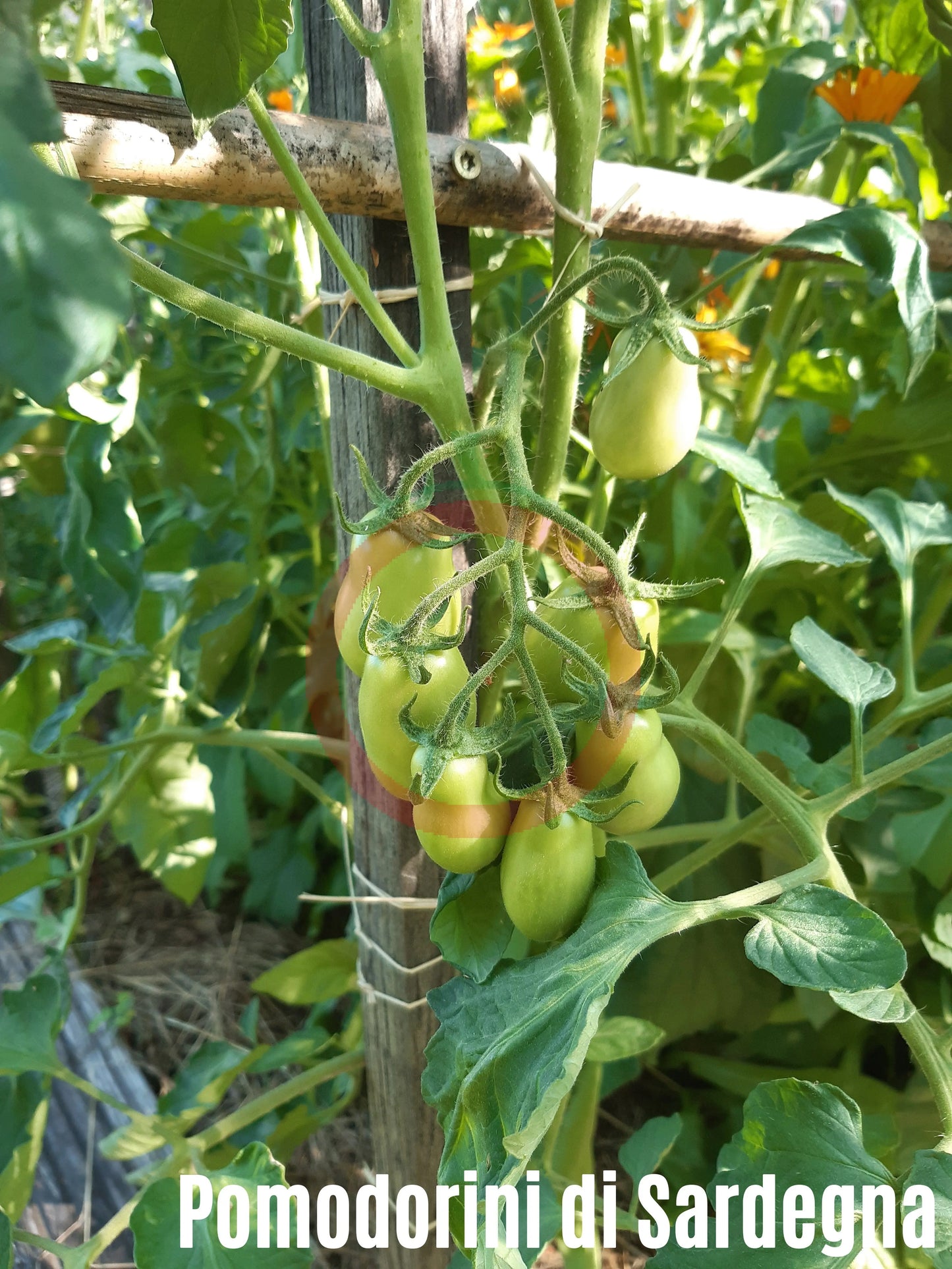 Pomodorini di Sardegna DER TOMATENFLÜSTERER