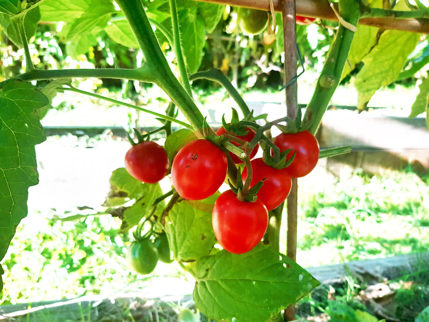 Pomodoro Rosso di Maciano DER TOMATENFLÜSTERER