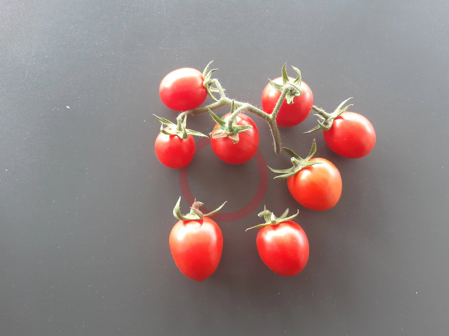 Pomodoro Rosso di Maciano DER TOMATENFLÜSTERER