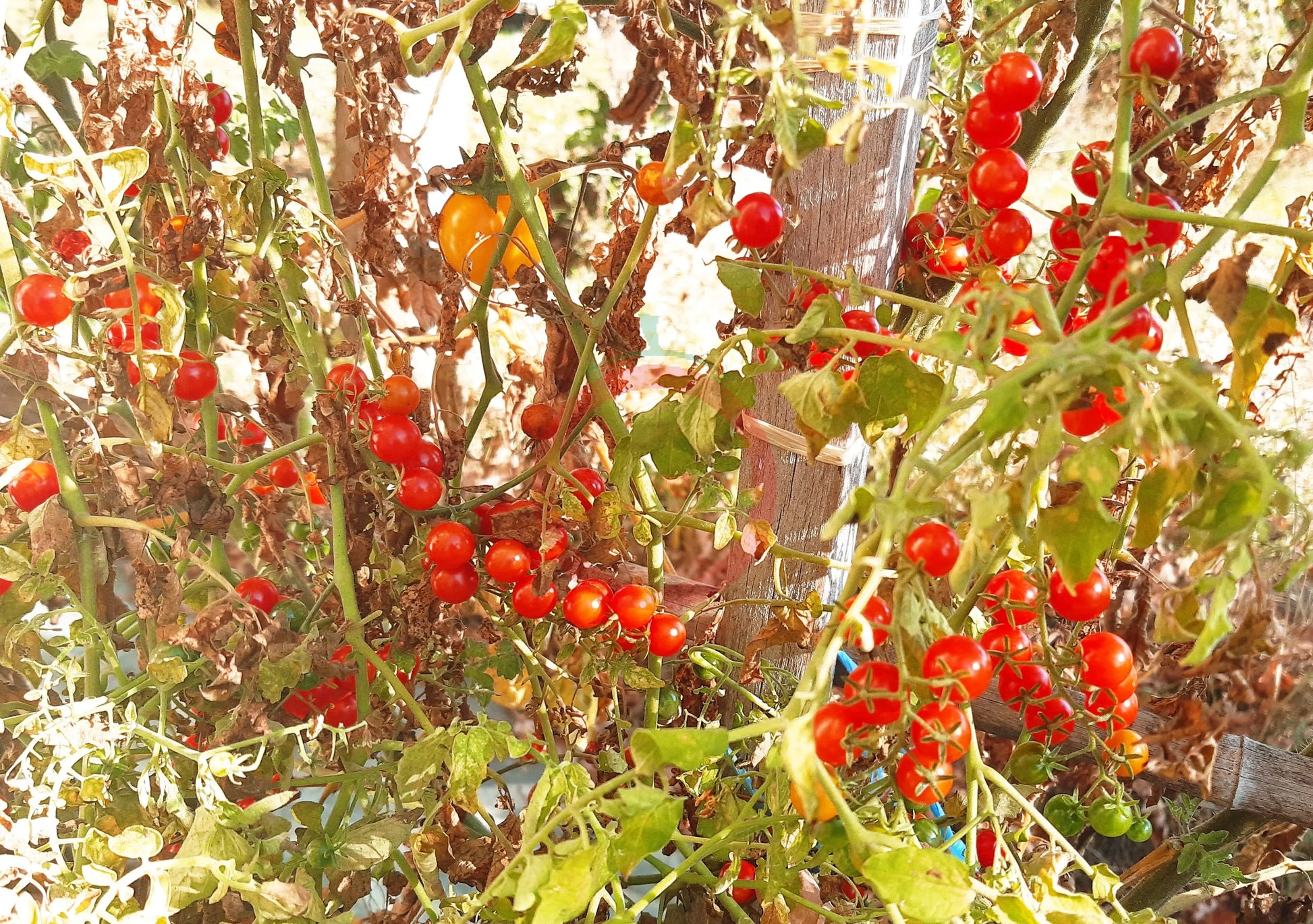 Post Office Spoonful DER TOMATENFLÜSTERER
