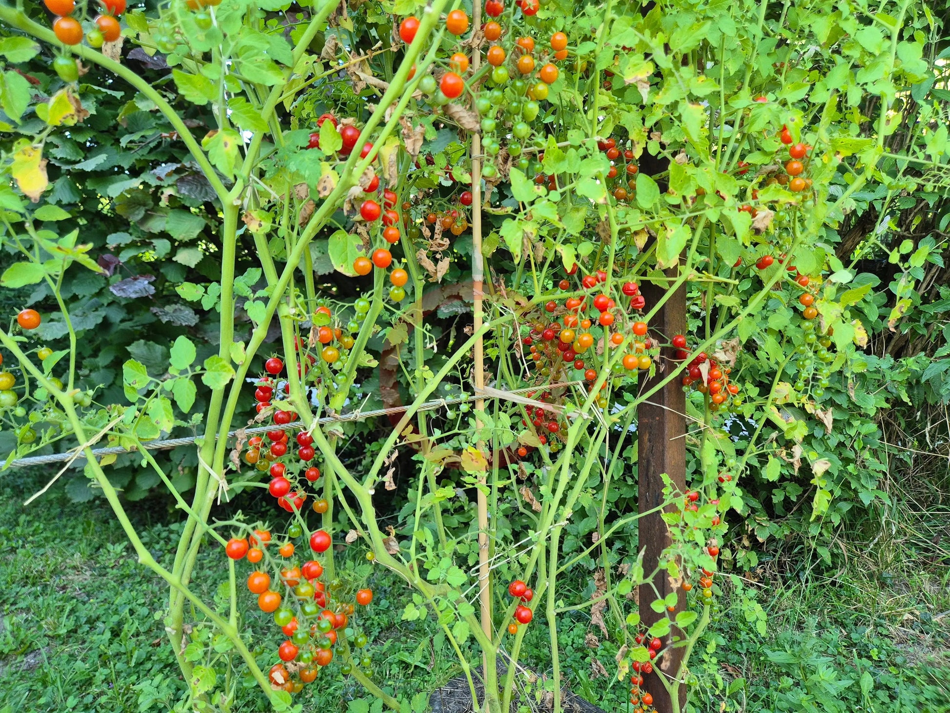 Post Office Spoonful DER TOMATENFLÜSTERER