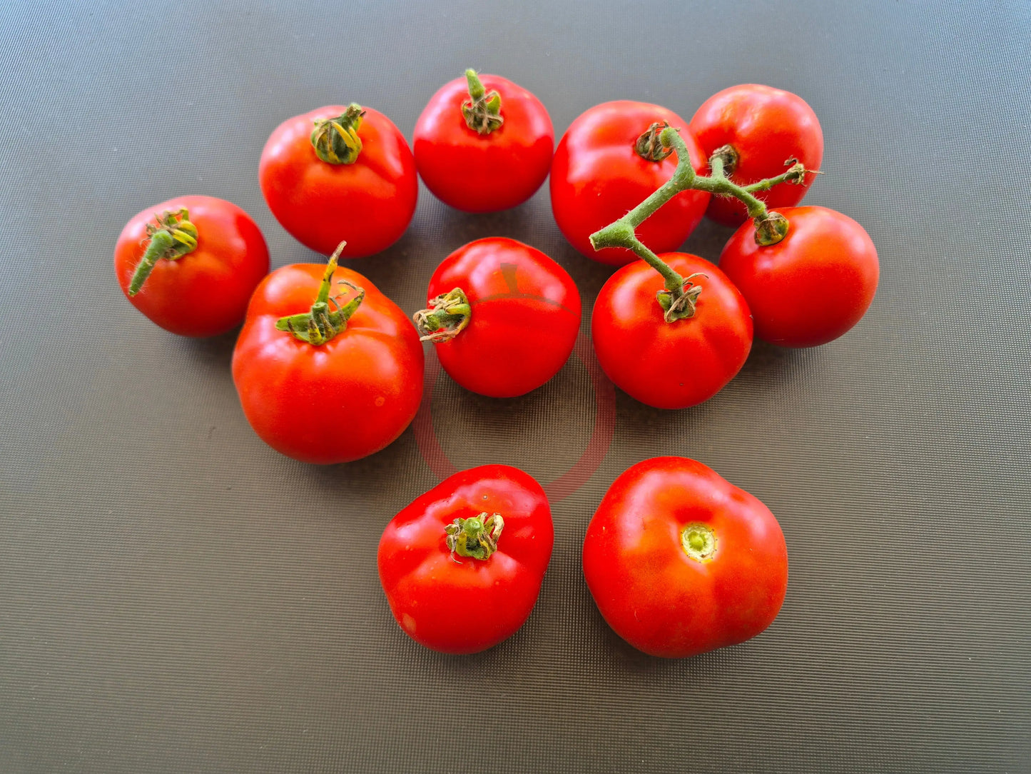 Potager de Vilvorde DER TOMATENFLÜSTERER